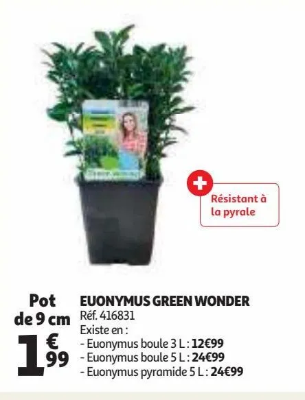 euonymus green wonder