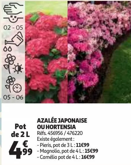 azalée japonaise ou hortensia