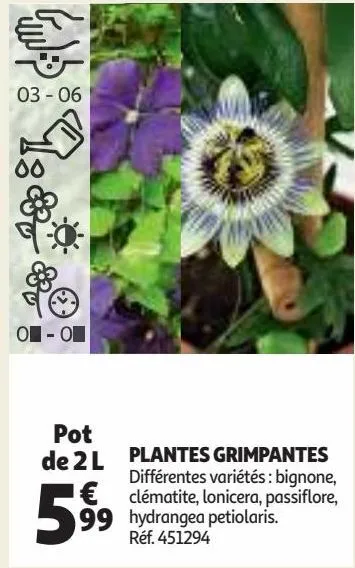 plantes grimpantes