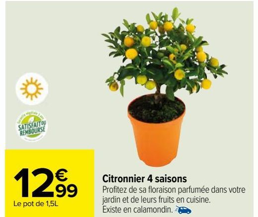 Citronnier 4 saisons