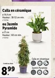 jasmin 