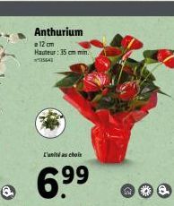 Anthurium  a 12 cm  Hauteur: 35cm min.  5641  L'unité au choix  6.9⁹⁹  99 