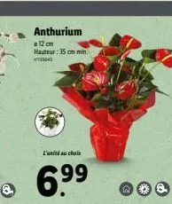 anthurium  a 12 cm  hauteur: 35cm min.  5641  l'unité au choix  6.9⁹⁹  99 