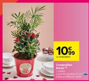 TAIMS  10%⁹9  La composition  Composition Amour" 2 plantes  Cache Pot diamètre 12 cm Existe en différents coloss 