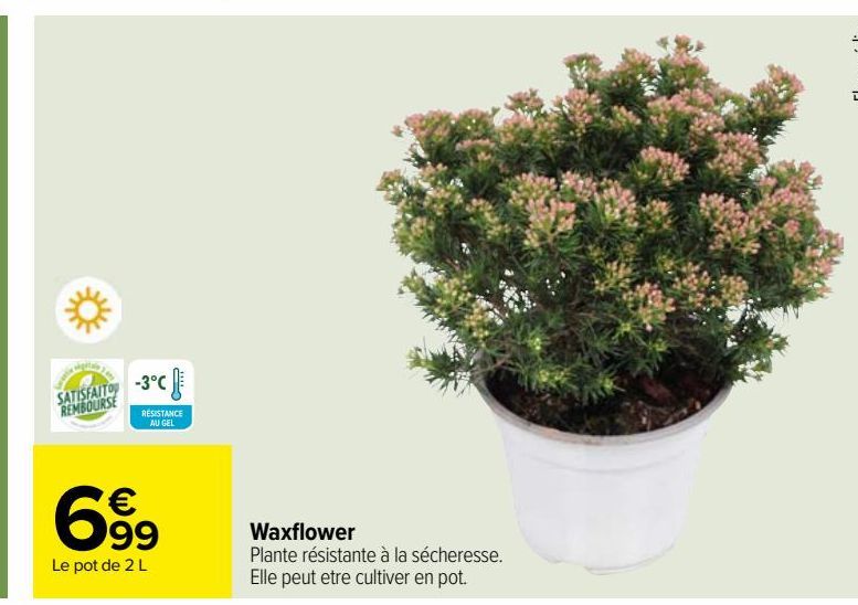 Waxflower