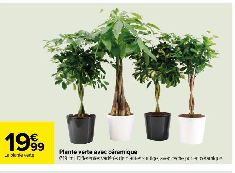 Plante verte avec céramique