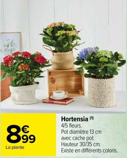 hortensia