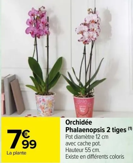 orchidées phalaenopsis 2 tiges