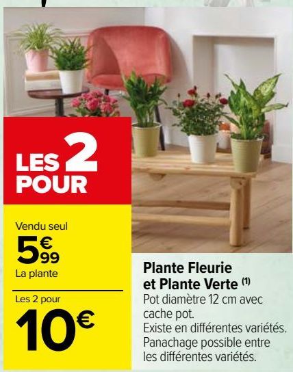 plantes fleurie et plante verte