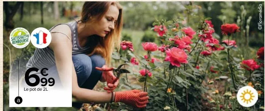 rosiers grandes fleurs