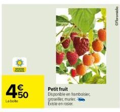 4.50  €  La botte  Petit fruit Disponible en framboisier, groseiller muriet Existe en rosier  Ofloramidia 