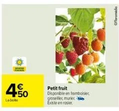 4.50  €  la botte  petit fruit disponible en framboisier, groseiller muriet existe en rosier  ofloramidia 