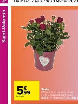 Saint-Valentin  599  Le rosier  Rosier  012cm avec un cache potenzi Existe aussien emballage cadeau 5,99 € en camique 17 cm 14,99 € 