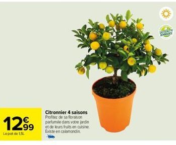 1299  Lepot de 15L  Citronnier 4 saisons Profitez de sa floraison parfumée dans votre jardin et de leurs fruits en cuisine. Existe en calamondin  SATSVATA SHOOPS 