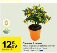 sansely dove  129⁹9  Lepot de 15L  Citronnier 4 saisons  Profitez de sa floraison parfumée dans votre  jardin et de leurs fruits en cuisine. Existe en calamondin e 