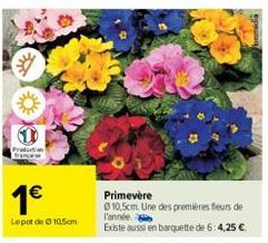 Production  1€  Lepot de Ⓒ 10.5cm  Primevère  0 10,5cm. Une des premières fleurs de l'année.  Existe aussi en barquette de 6:4,25 € 