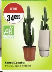 LE POT  34€99  AGRICULTURE  piolentour  Cactus Euphorbia Pid2cm, hauteur 80/110cm 