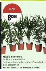 le pot  8€99  mix plantes vertes fit 14cm, hauteur 50/65cm  existe aussi dans d'autres variétés, d'autres tailles et  à des prix differents  valable du mardi 21 au dimanche 26 février 