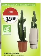 le pot  34€99  agriculture  piolentour  valable du mardi 21 au dimanche 26 février  cactus euphorbia pid2cm, hauteur 80/110cm 