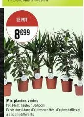 le pot  8€99  mix plantes vertes fit 14cm, hauteur 50/65cm 
