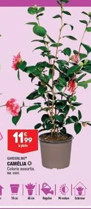 1199  la plant  gardenline  camélia o coloris assortis. ft 0005  10cm  6cm rigrrb exerier 