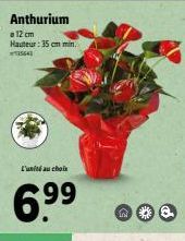 Anthurium  a 12 cm  Hauteur: 35cm min.  5641  L'unité au choix  6.9⁹⁹  99 