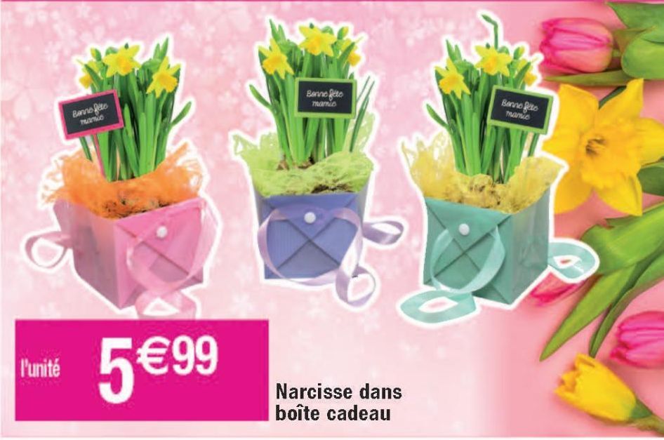 Narcisse dans boîte cadeau