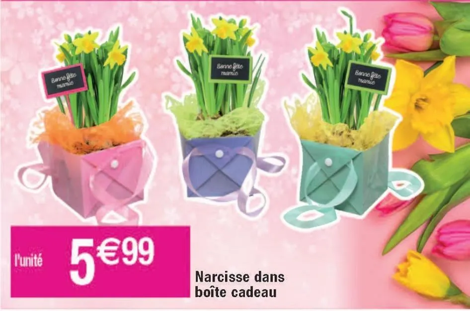 narcisse dans boîte cadeau