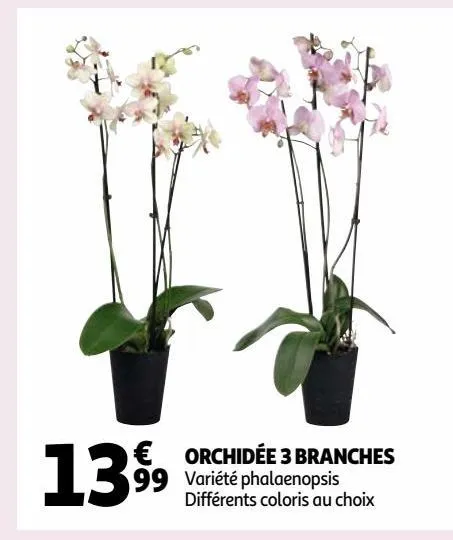 orchidée 3 branches