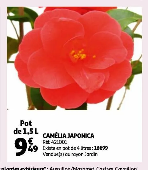 camélia japonica