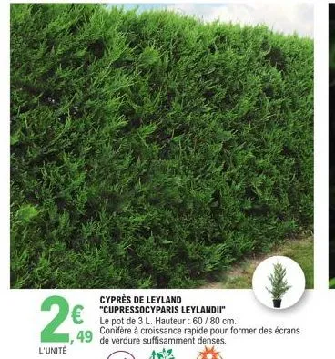 2€  l'unité  cyprès de leyland "cupressocyparis leylandii"  le pot de 3 l. hauteur : 60/80 cm. conifere à croissance rapide pour former des écrans ,49 de verdure suffisamment denses. 