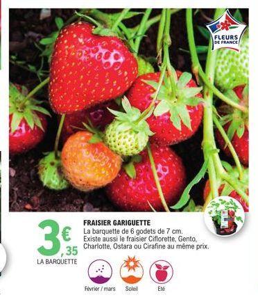 ,35  LA BARQUETTE  FRAISIER GARIGUETTE  € La barquette de 6 godets de 7 cm.  Existe aussi le fraisier Ciflorette, Gento, Charlotte, Ostara ou Cirafine au même prix.  Février/mars Soleil  Eté  FLEURS  