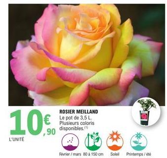 L'UNITÉ  10€  ROSIER MEILLAND  L Plusieurs coloris disponibles.(¹)  Février/mars 80 à 150 cm Soleil  Printemps/été 