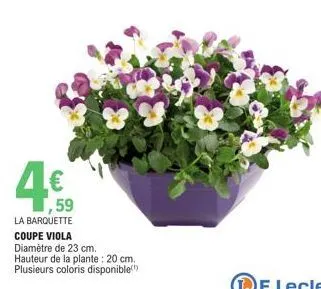 4€  1,59  la barquette coupe viola diamètre de 23 cm.  hauteur de la plante: 20 cm. plusieurs coloris disponible) 