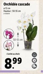 Orchidée cascade  a 12 cm Hauteur: 50-55 cm  #17474  50-55 cm  in 