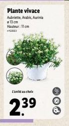 Plante vivace  Aubriette, Arabis, Aurinia o 13 cm Hauteur: 11 cm  **  L'unité au choix  239  @ 