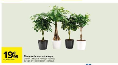 1999  La plante vene  Plante verte avec céramique 019 cm. Différentes variétés de plantes surtige, avec cache pot en céramique. 