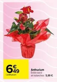 649  lantulum  anthurium existe aussi  en kalanchoe: 5,99 € 