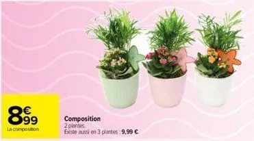 plantes 