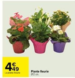 449  €  Laplanto fourit  Plante fleurie 012 cm. 
