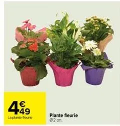 449  €  laplanto fourit  plante fleurie 012 cm. 