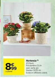 pinge  899  La plant  Hortensia 45 fleurs Pot diemetre 13cm avec cache pot Hauteur 30/35 cm Existe en différents colors 