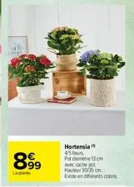 pinge  899  la plant  hortensia 45 fleurs pot diemetre 13cm avec cache pot hauteur 30/35 cm existe en différents colors 