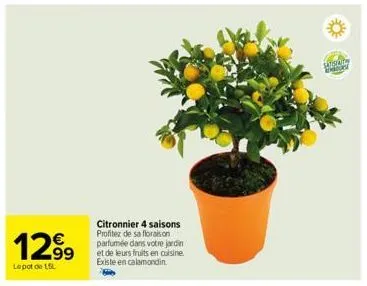 1299  lepot de 15l  citronnier 4 saisons profitez de sa floraison parfumée dans votre jardin et de leurs fruits en cuisine. existe en calamondin  satsvata shoops 