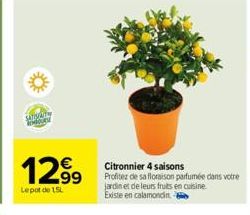 sansely dove  129⁹9  Lepot de 15L  Citronnier 4 saisons  Profitez de sa floraison parfumée dans votre  jardin et de leurs fruits en cuisine. Existe en calamondin e 