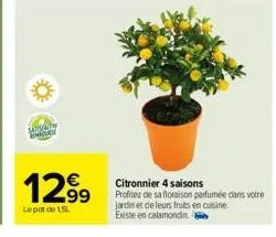 sansely dove  129⁹9  lepot de 15l  citronnier 4 saisons  profitez de sa floraison parfumée dans votre  jardin et de leurs fruits en cuisine. existe en calamondin e 