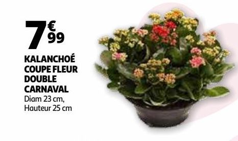 KALANCHOÉ COUPE FLEUR DOUBLE CARNAVAL