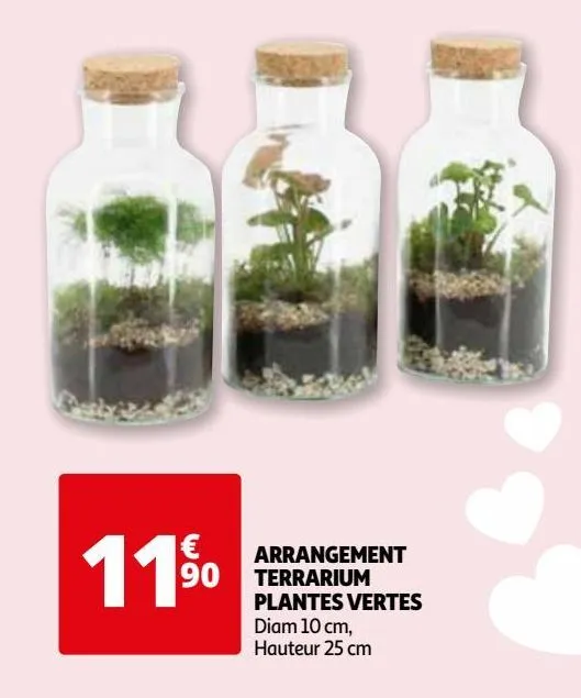 arrangement terrarium plantes vertes