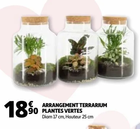 arrangement terrarium plantes vertes 