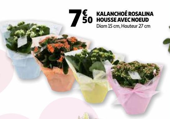 KALANCHOÉ ROSALINA HOUSSE AVEC NOEUD